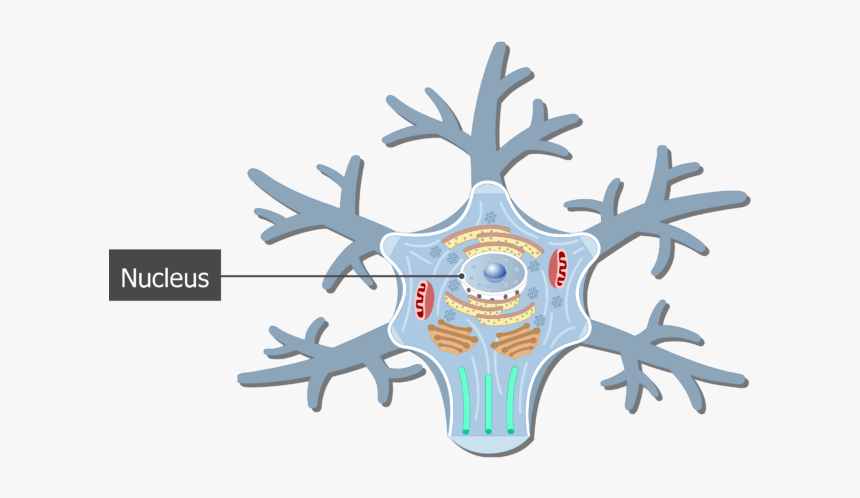 An Image Showing The Neuron Cell Body And It"s Structures - Nerve Cell Body Structure, HD Png Download, Free Download