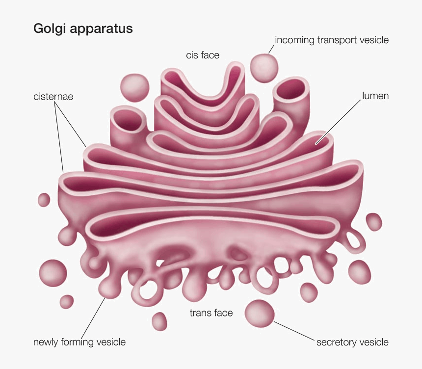 Image Of Golgi Apparatus For The Fundamental Unit Of - Golgi Apparatus Labeled Diagram, HD Png Download, Free Download