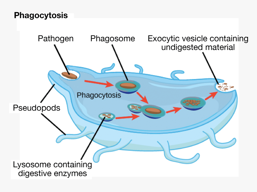 Tetrahymena Phagocytosis, HD Png Download, Free Download
