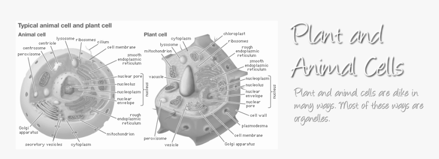 Cell Structure And Function, HD Png Download, Free Download