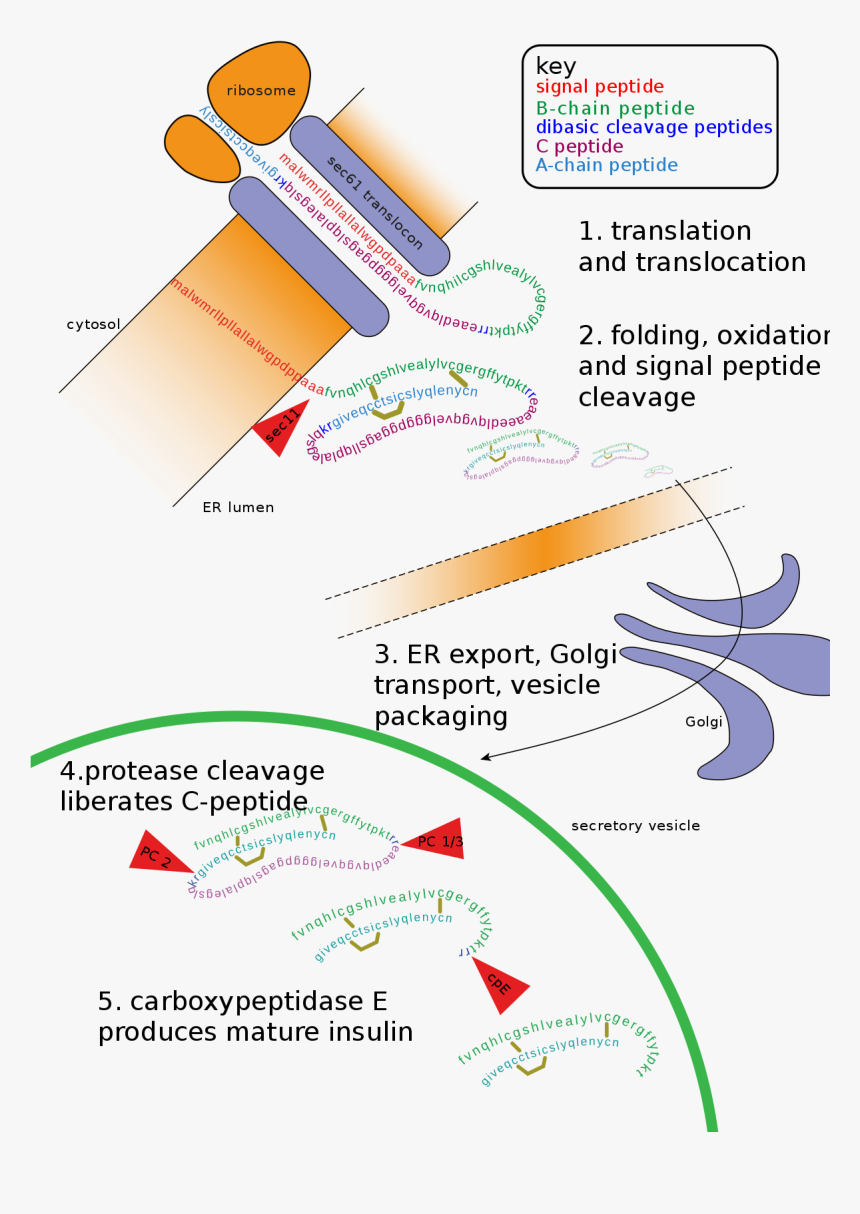 Preproinsulin To Proinsulin To Insulin, HD Png Download, Free Download