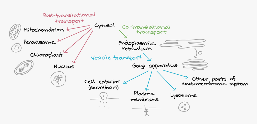 Diagram, HD Png Download, Free Download