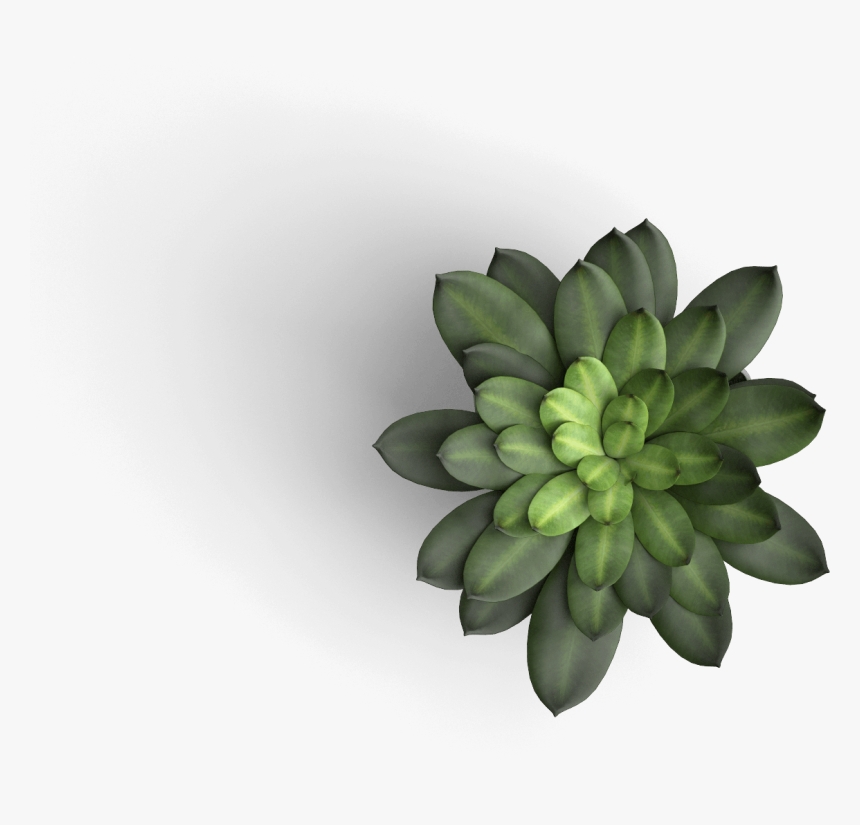 Transparent Plant Top View Png - Flower Top View Png, Png Download, Free Download