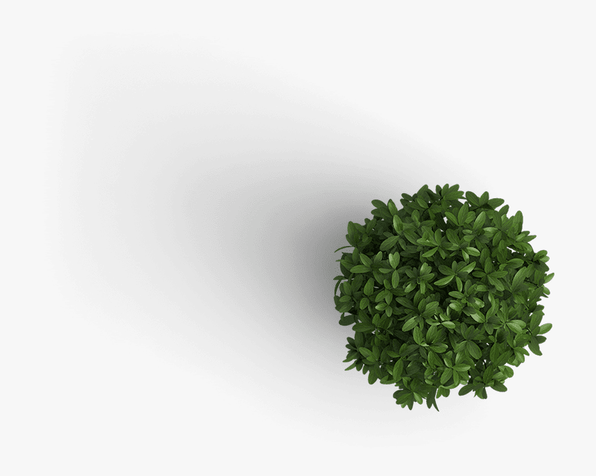 Transparent Plant Top View Png, Png Download, Free Download