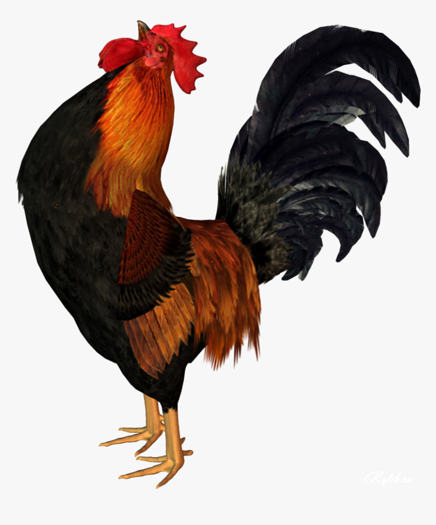 Rooster Png, Transparent Png, Free Download