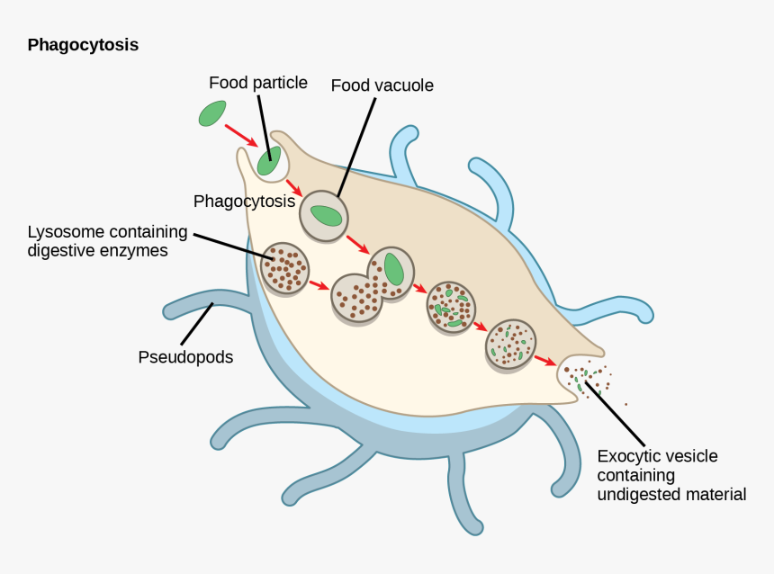 In This Illustration, A Eukaryotic Cell Is Shown Consuming, HD Png Download, Free Download