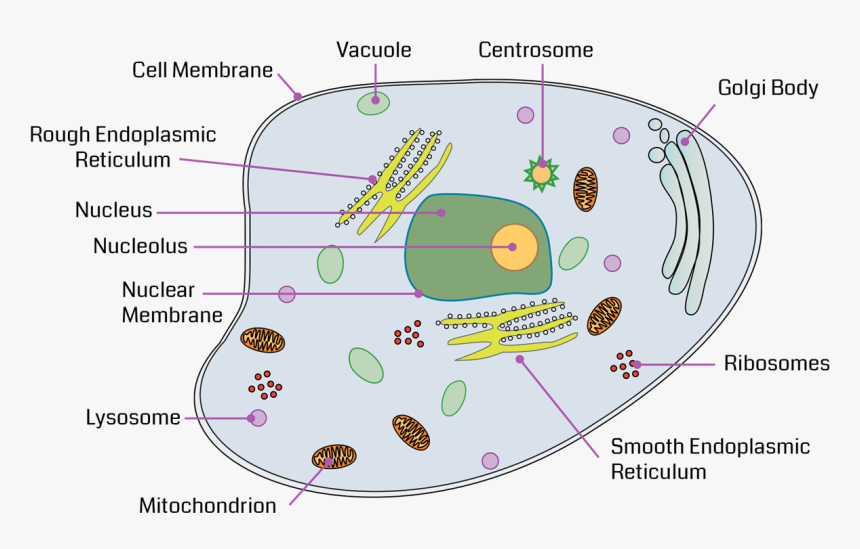 Nucleus Transparent Organelle - Vacuole In A Cell Diagram, HD Png Download, Free Download