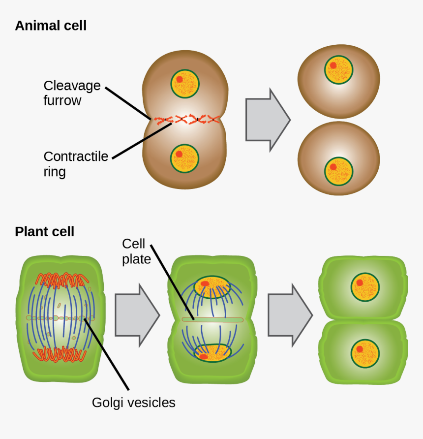 Cytokinesis In Animal Cells, HD Png Download, Free Download