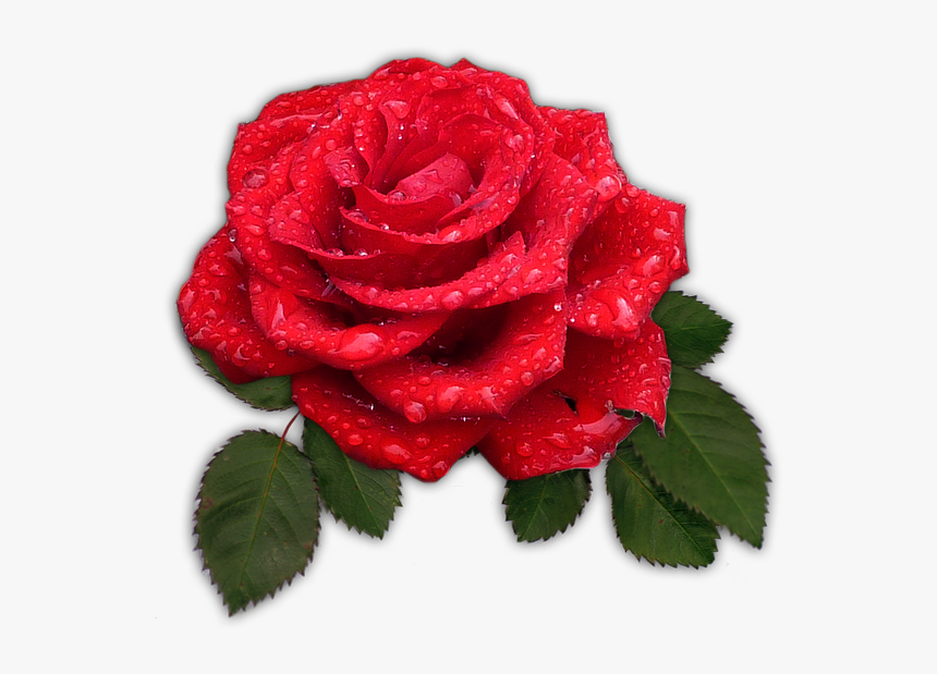 Rose Red Flower Blossom Bloom Dew Drip Bunga Mawar