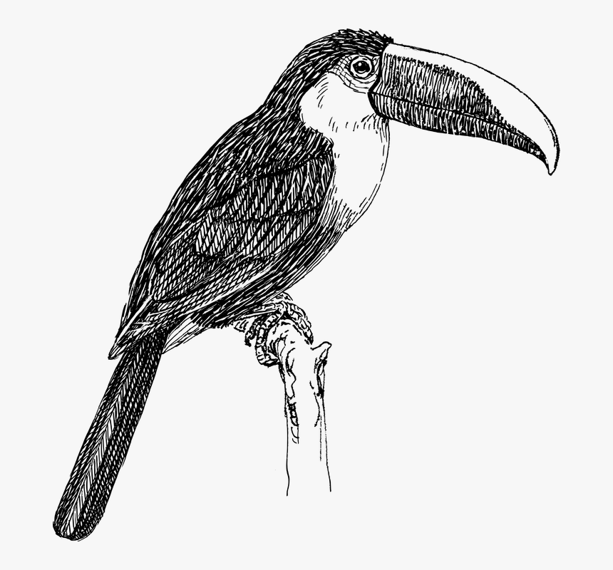 Tucano, Pássaro, Animal, Biologia, Zoologia - Toucan Black And White, HD Png Download, Free Download