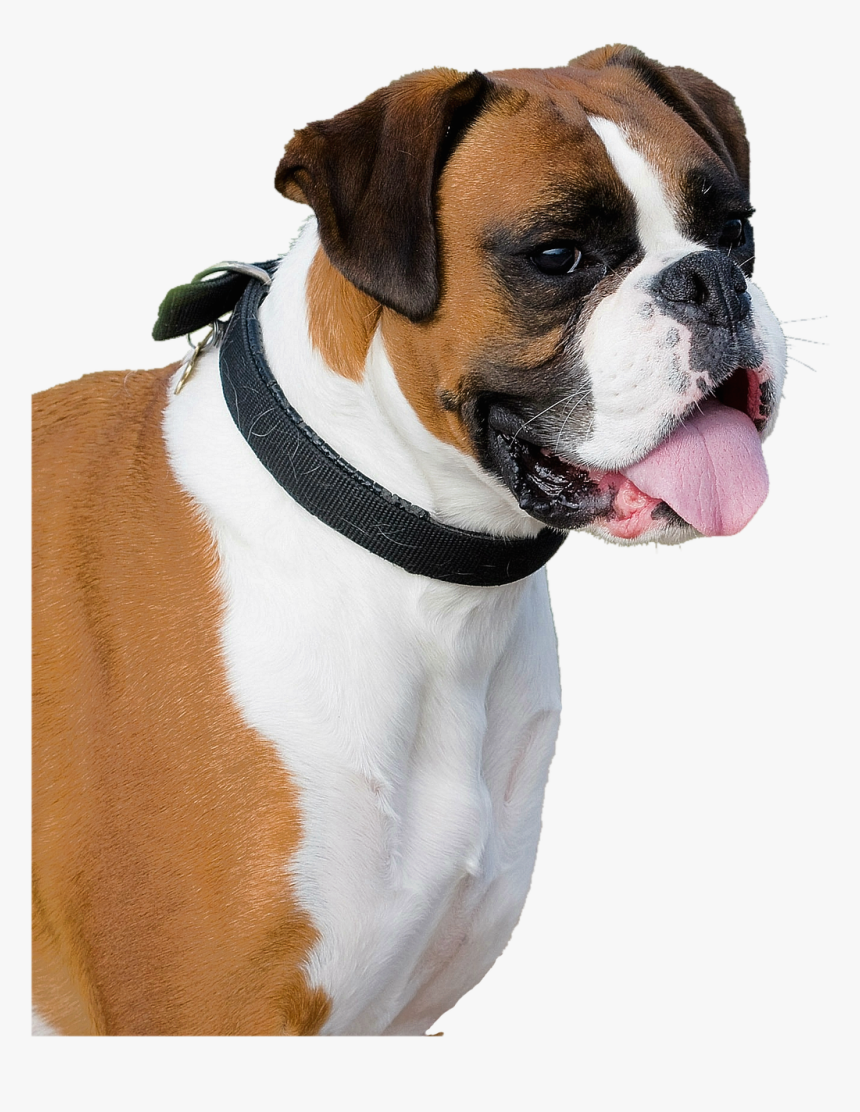 Boxer Dog Transparent Background, HD Png Download, Free Download