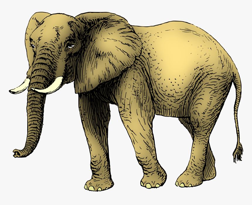 Clip Art Asian Clip Art Elephants - African Elephant Clip Art, HD Png Download, Free Download