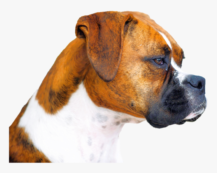 Isolated, Boxer, Dog, Animal - Boxer Png, Transparent Png, Free Download