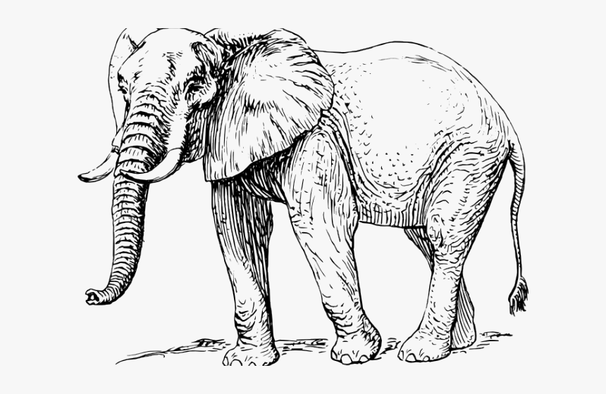 Free Elephant Clipart - Elephant Black And White, HD Png Download, Free Download