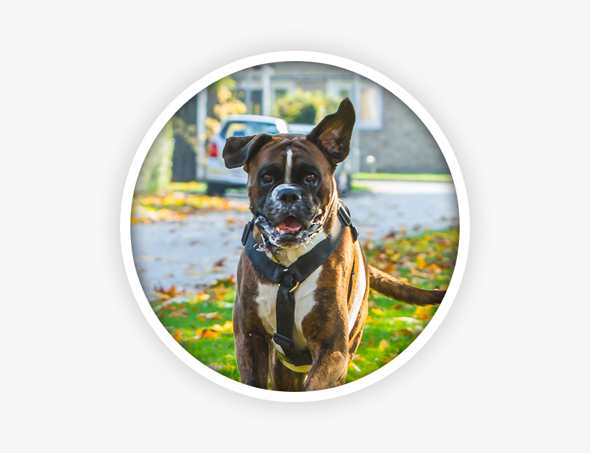 Boxer Hund Png Pluspng - Boxer, Transparent Png, Free Download