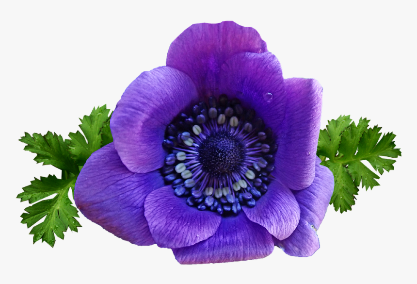 Flower, Purple, Anemone, Spring, Garden, Nature - Spring Flowers Purple Png, Transparent Png, Free Download