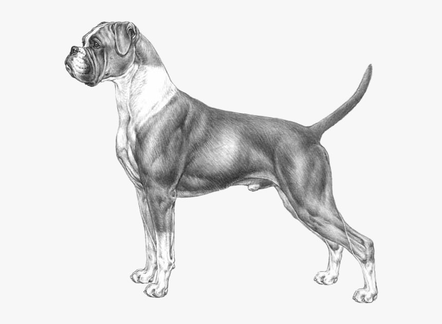 Disegni Boxer Cane, HD Png Download, Free Download
