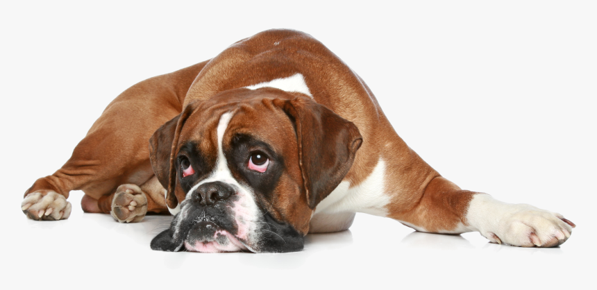 Boxer Dog Get Well, HD Png Download, Free Download