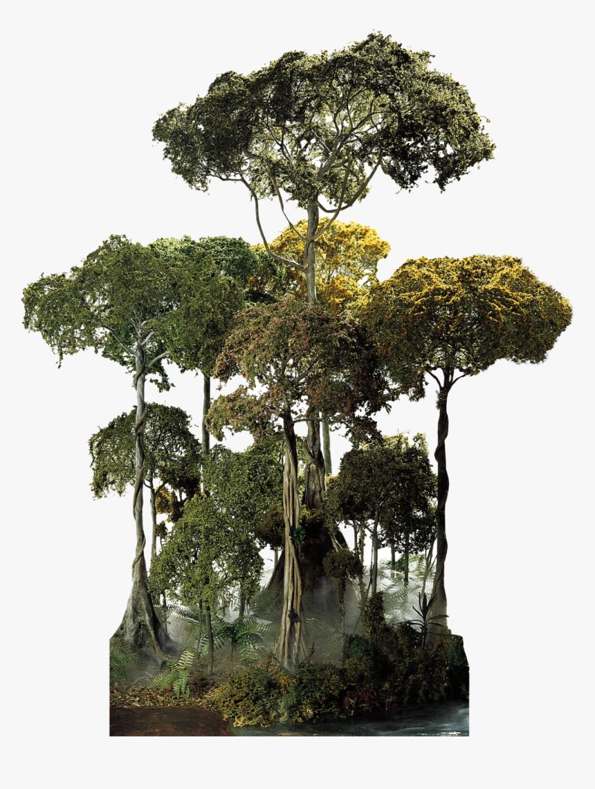 Plant,natural Stem,forest,flower - Amazon Rainforest Tree Png, Transparent Png, Free Download