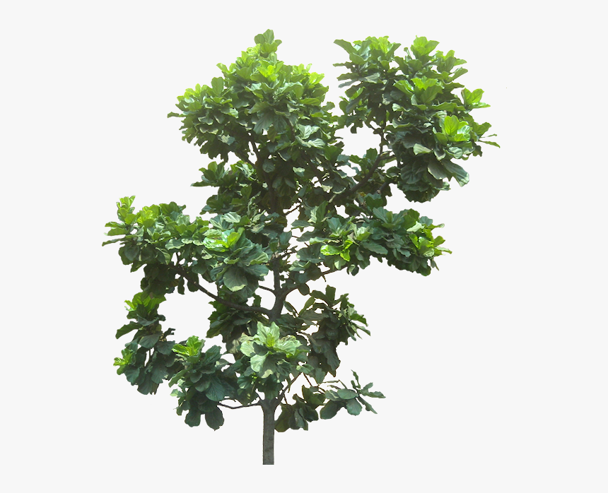 Transparent Jungle Plant Png - Figs Tree No Background, Png Download, Free Download