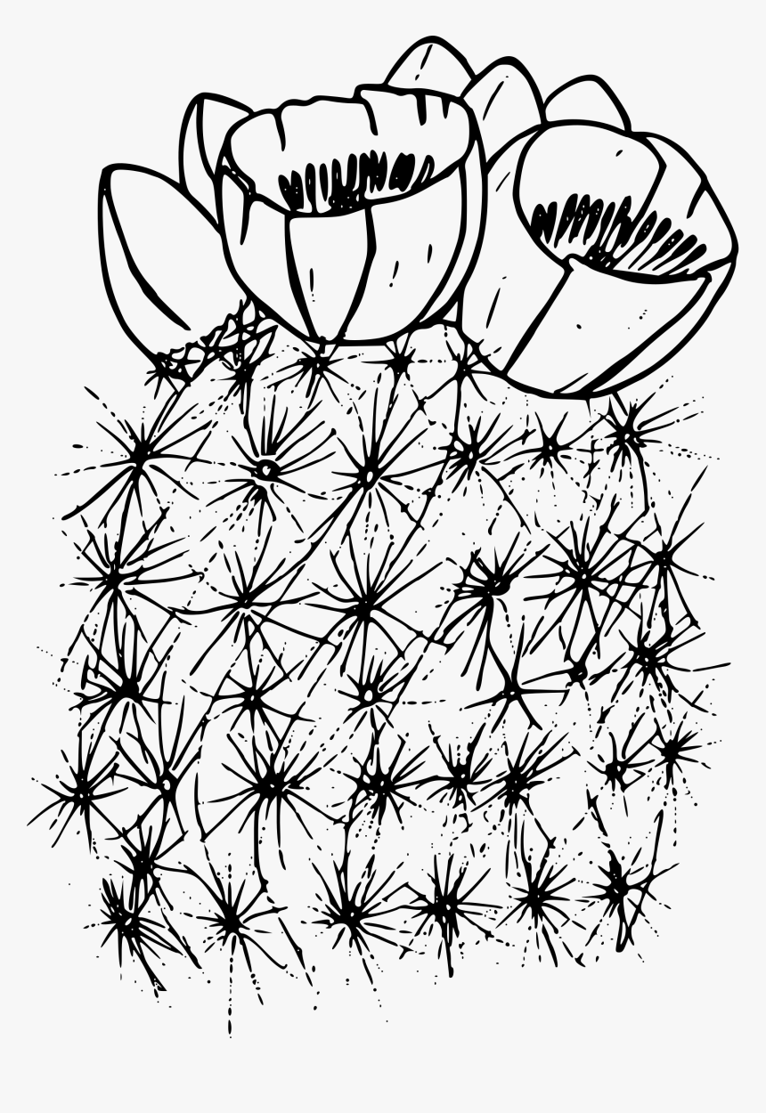 Cactus Png Background Image - Cactus Coloring Page, Transparent Png, Free Download