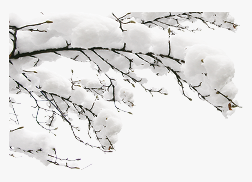 Snow Winter Fundal - Snow Tree Branch Png, Transparent Png, Free Download