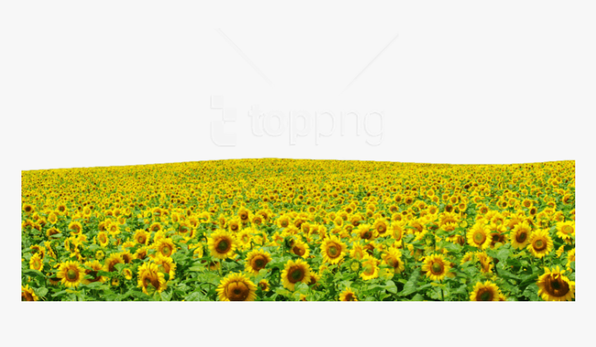 Free Png Download Sunflowers Png Images Background - Garden With Sky Background, Transparent Png, Free Download