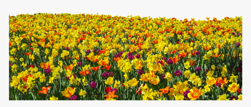 Flower, Plant, Spring, Tulips, Daffodils, Osterglocken - Flower Field Png, Transparent Png, Free Download