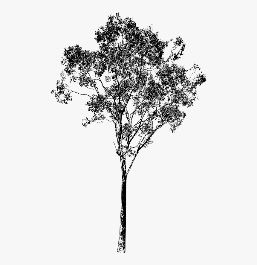 Collection Of Free Branches Drawing Gum Tree - Eucalyptus Tree Png, Transparent Png, Free Download