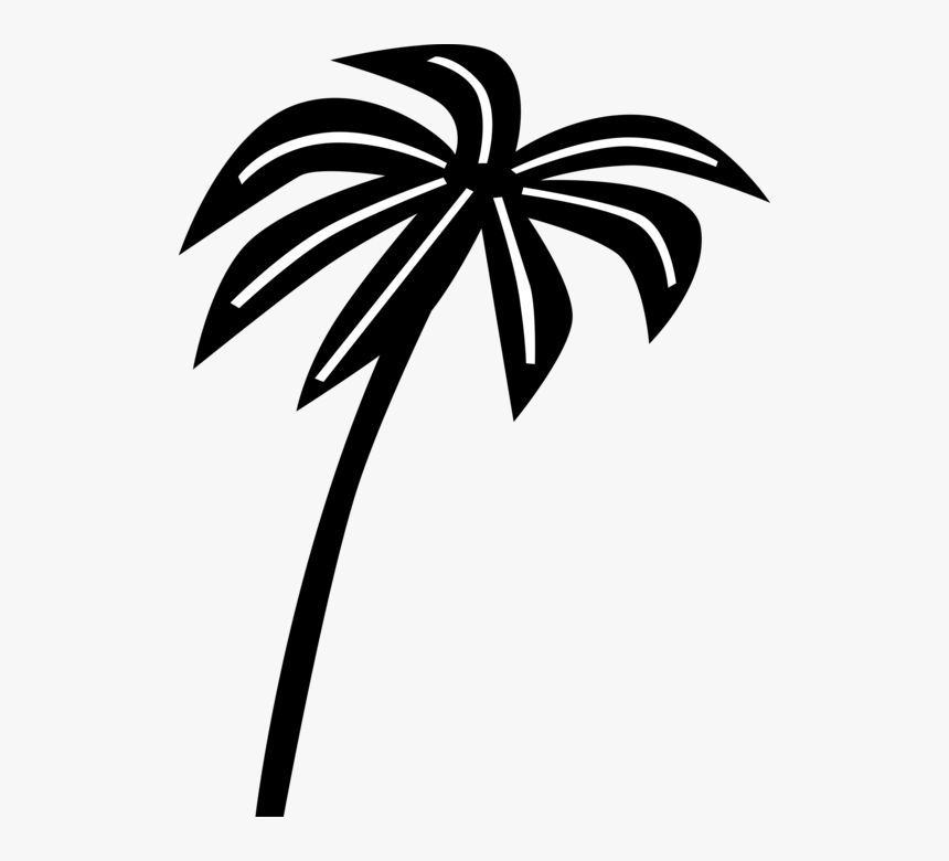 Vector Illustration Of Tropical Or Subtropical Palm, HD Png Download, Free Download