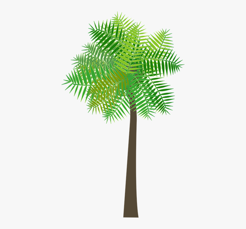 Graphic, Palm Tree, Palm, Tree, Sea, Beach, Summer - 背景 透過 ヤシ の 木, HD Png Download, Free Download