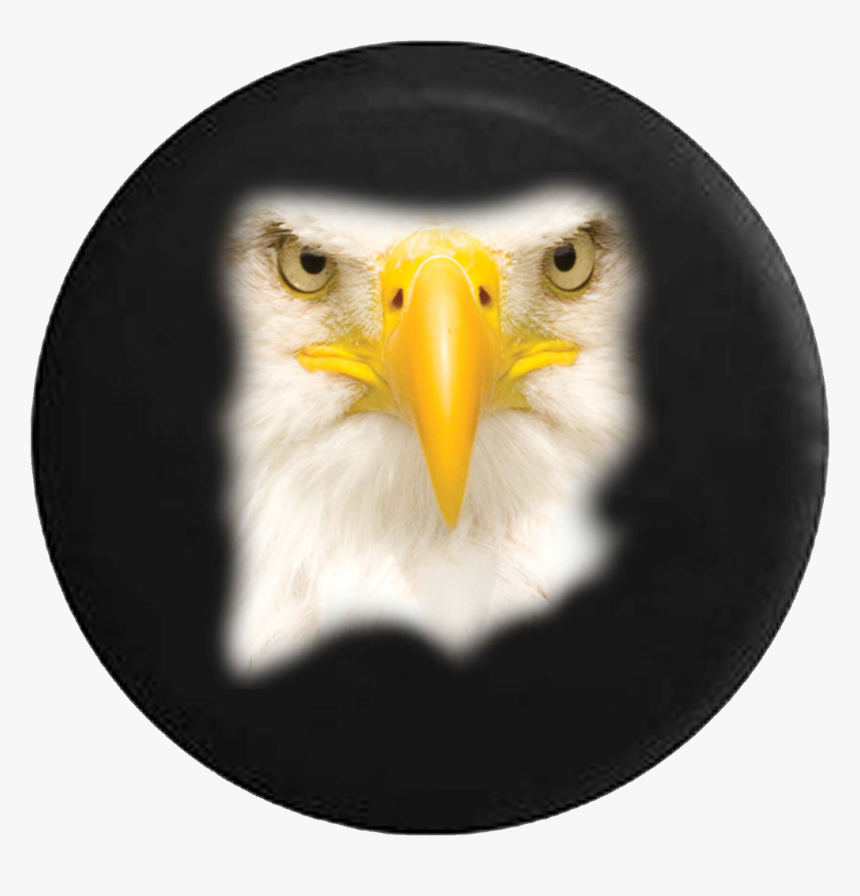 Transparent Patriotic Bald Eagle Clipart - Bald Eagle, HD Png Download, Free Download