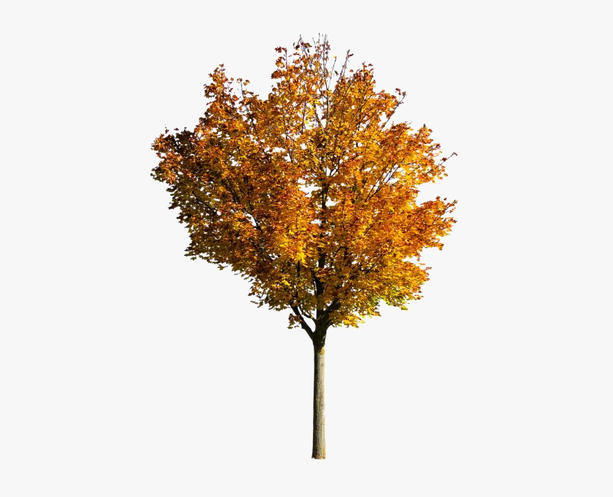 Fall Tree Png Photos - Transparent Fall Tree Png, Png Download, Free Download