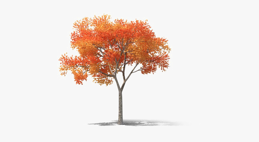 Realistic Tree Png High-quality Image - High Resolution Trees Png, Transparent Png, Free Download