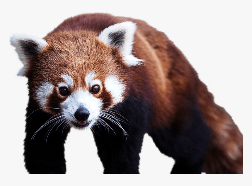 Red Panda National Zoo Aquarium - Red Panda Image Png, Transparent Png, Free Download