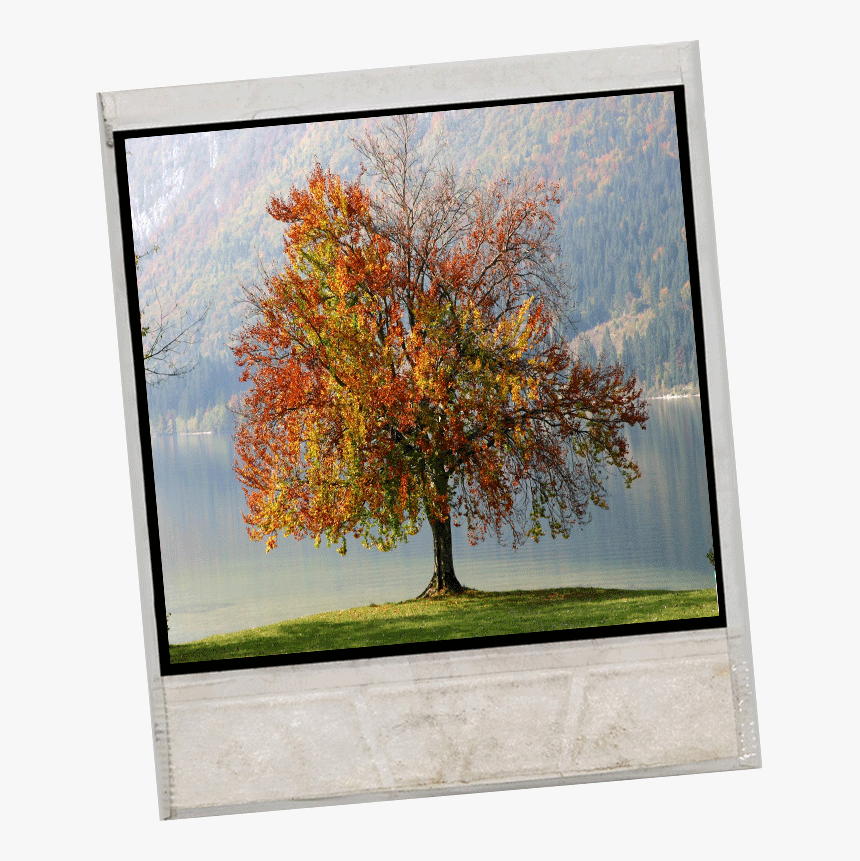 Fall-tree - Autumn, HD Png Download, Free Download