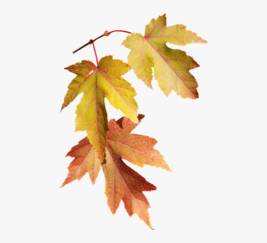 Leaves, Autumn, Fall, Nature, Season, Tree - Transparent Fall Season Leaves, HD Png Download, Free Download