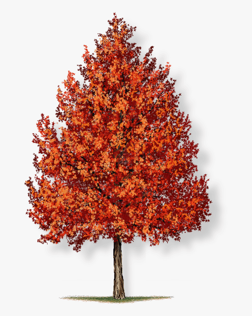 Transparent Sweetgum Trees, HD Png Download, Free Download
