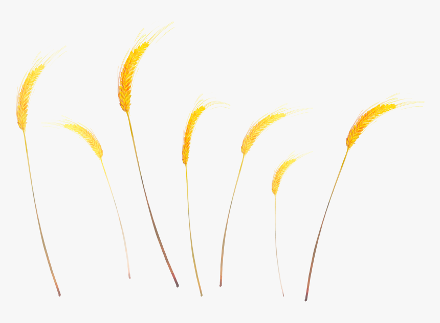 Phragmites, HD Png Download, Free Download