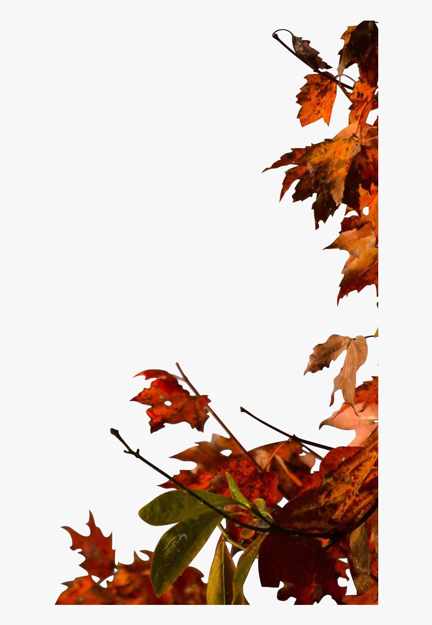 Fall Tree Png, Transparent Png, Free Download