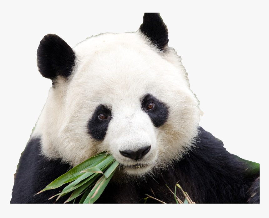 Giant Panda Png - Giant Panda Eating Png, Transparent Png, Free Download