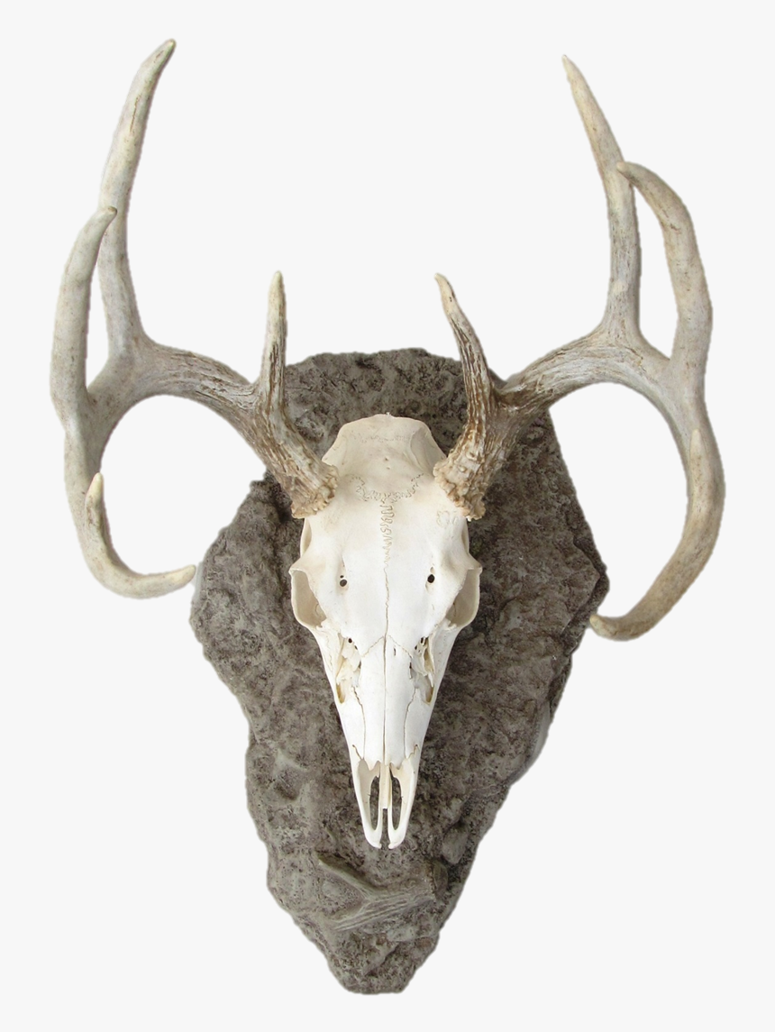 15 Deer Skull Png For Free Download On Mbtskoudsalg - Mounted Deer Head Png, Transparent Png, Free Download