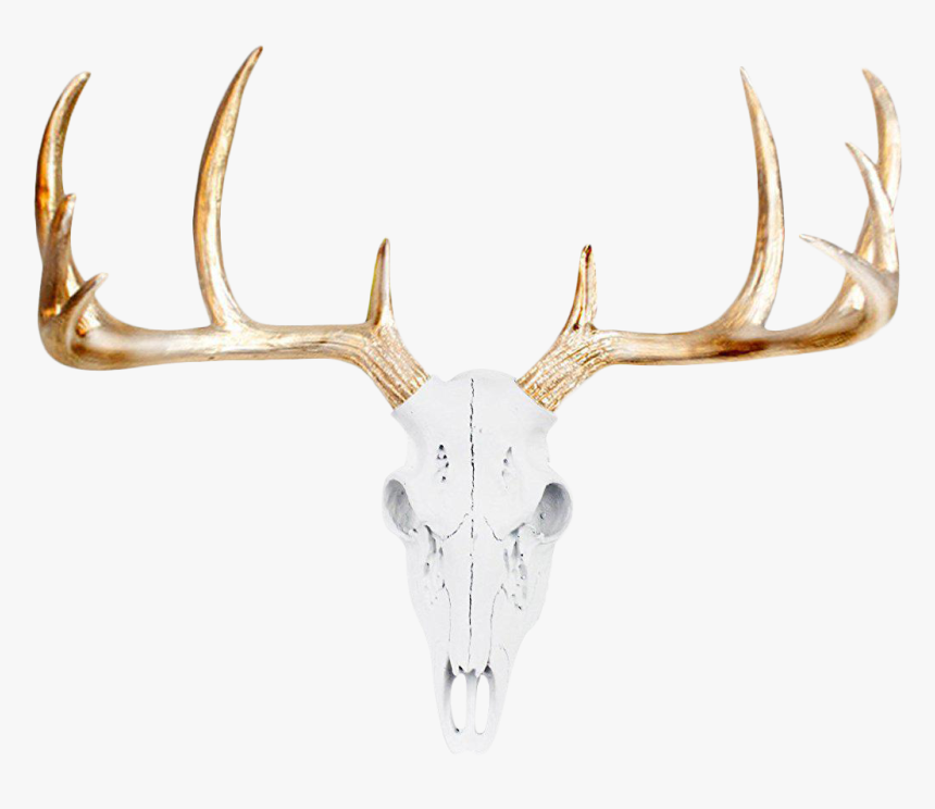 Transparent Raindeer Png - Transparent Background Antler Clipart, Png Download, Free Download