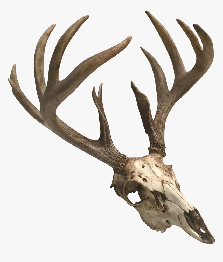 Png Freeuse Natural Point Deer And Skull Chairish - Skull Antlers Png Transparent, Png Download, Free Download