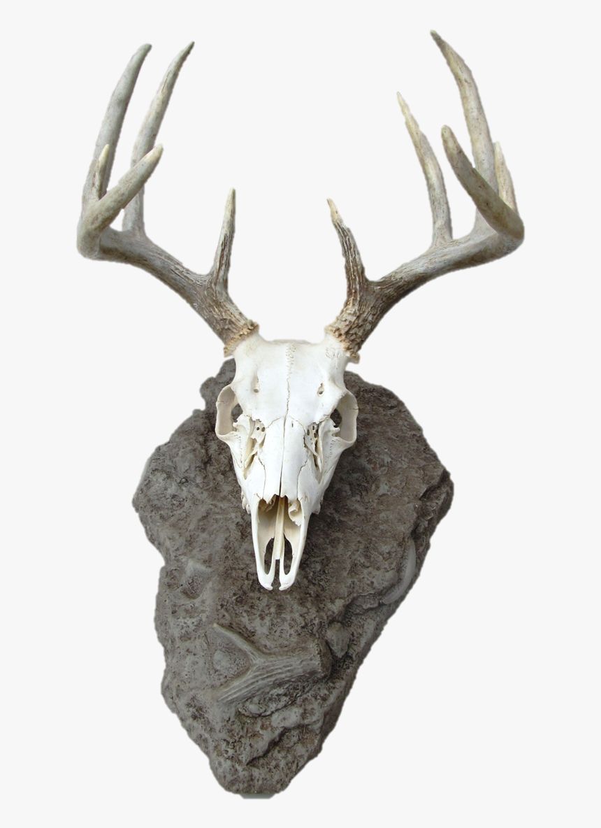 Deer Skull Png, Transparent Png, Free Download