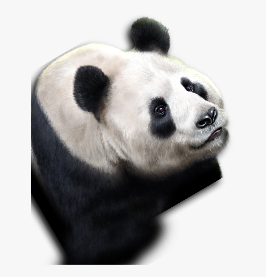 Panda, HD Png Download, Free Download