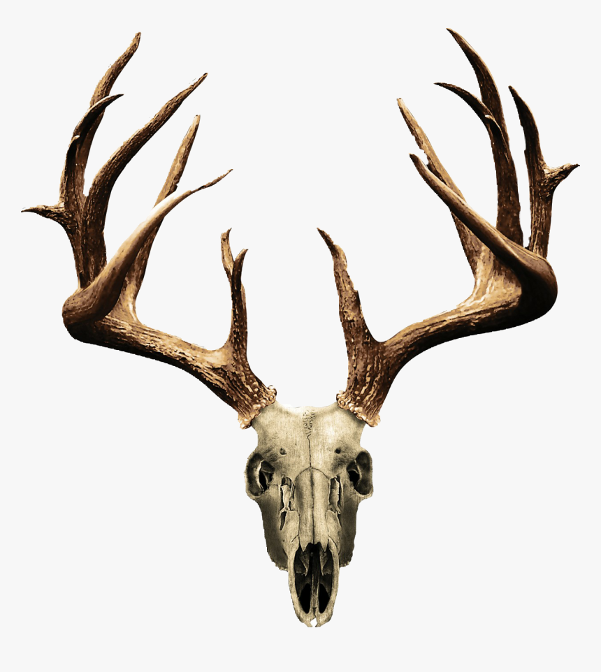 Non Typical Deer Skull, HD Png Download, Free Download