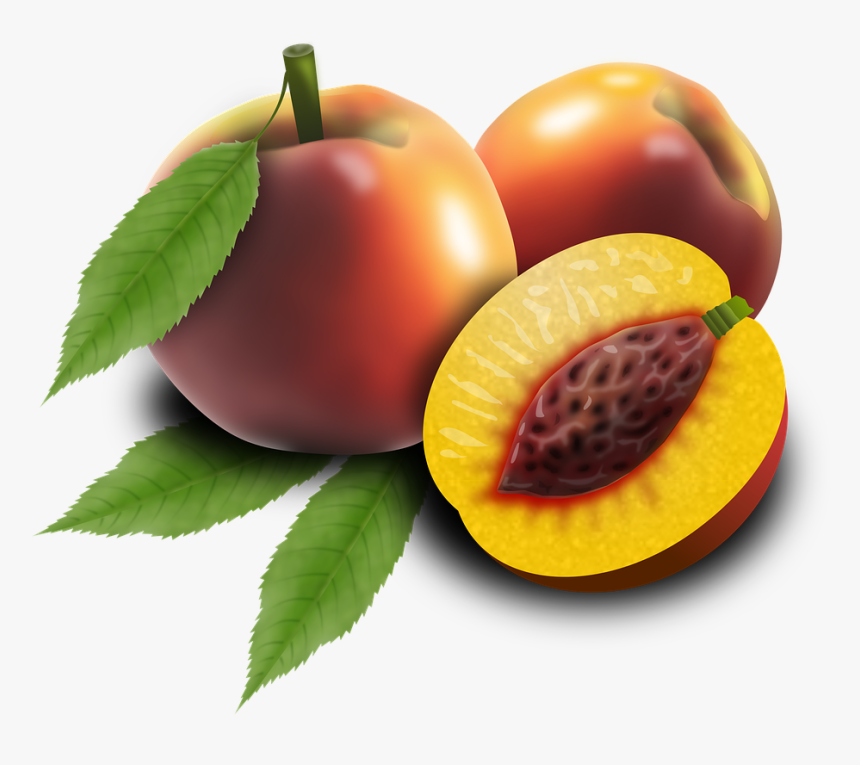 Fruits, Fruit, Peaches, Orchard, Peach Tree, Plants - Broskyna Png, Transparent Png, Free Download