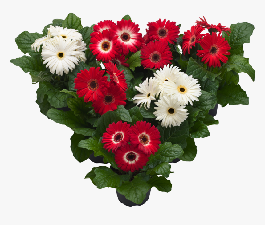 Hilverdaflorist - Pot Gerbera - Patriotic Mix - Barberton Daisy, HD Png Download, Free Download