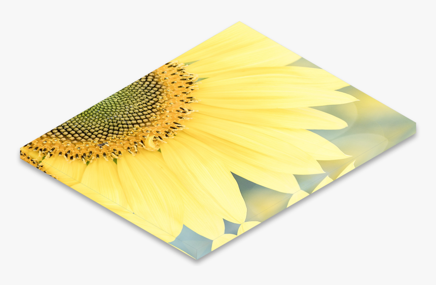 Sunflower, HD Png Download, Free Download